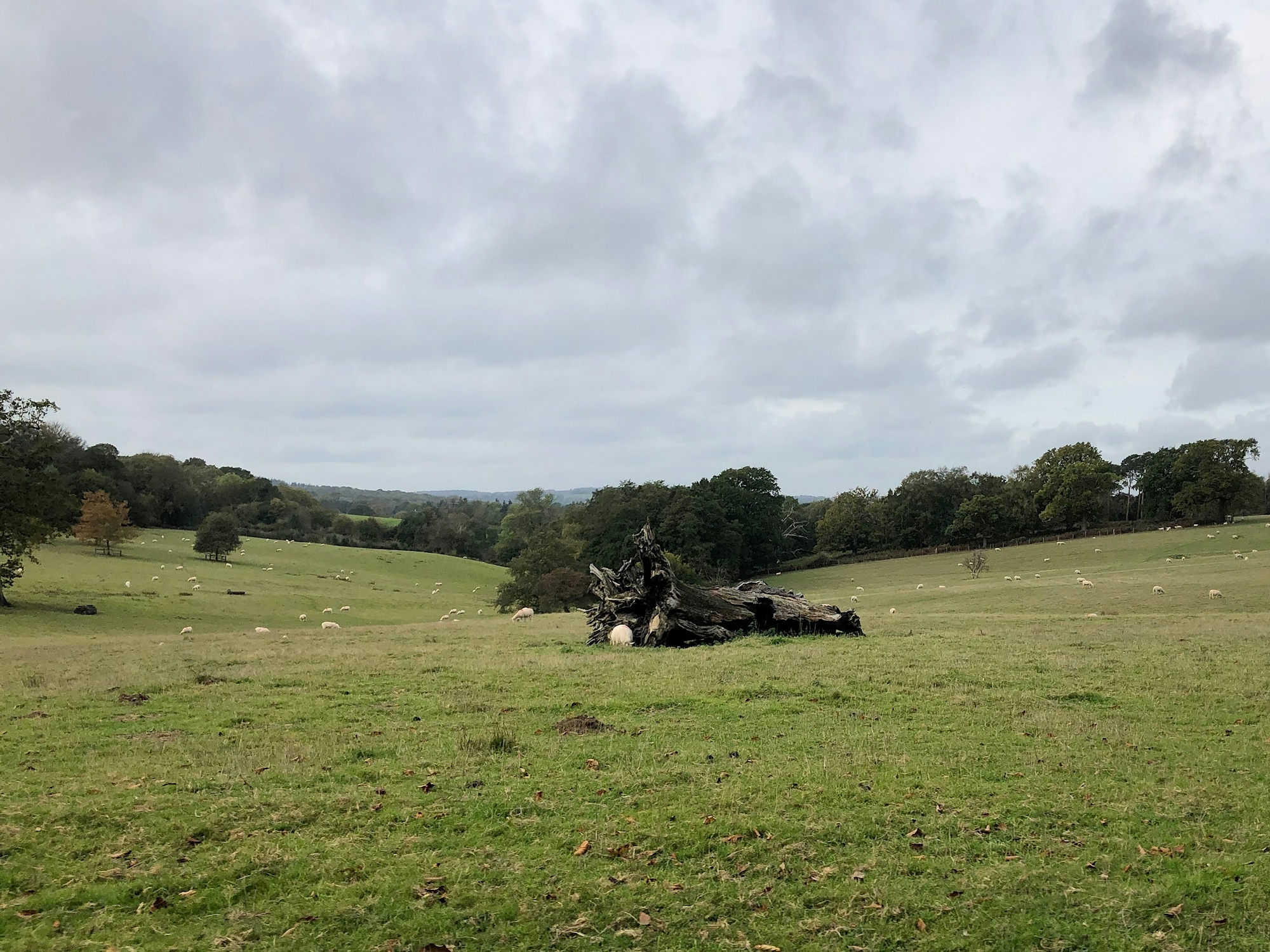 View of the rolling South Downs a short distance from the Hoffmann & Rathbone vineyard.