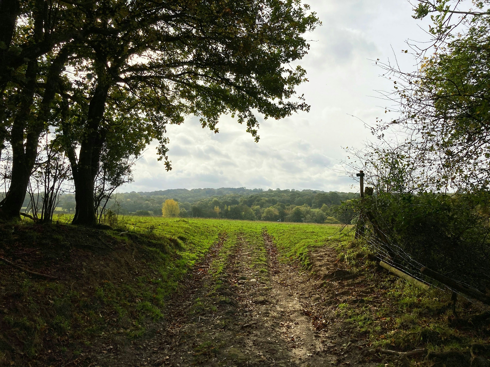 A sun-kissed view of the South Downs.